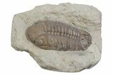 Bargain, Lochovella Trilobite - Black Cat Mountain, Oklahoma #362978-2
